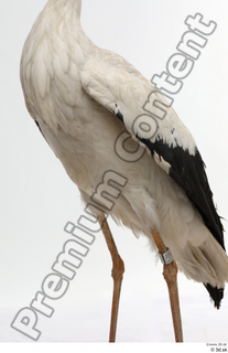 Black stork body chest 0003.jpg